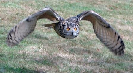 Lotusblüten März/ April 2010, Nr. 11