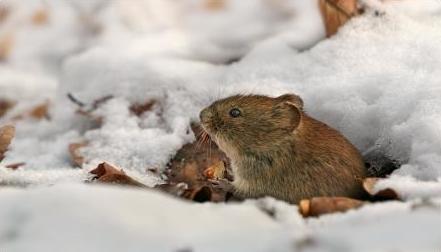 Lotusblüten Februar 2010, Nr. 10