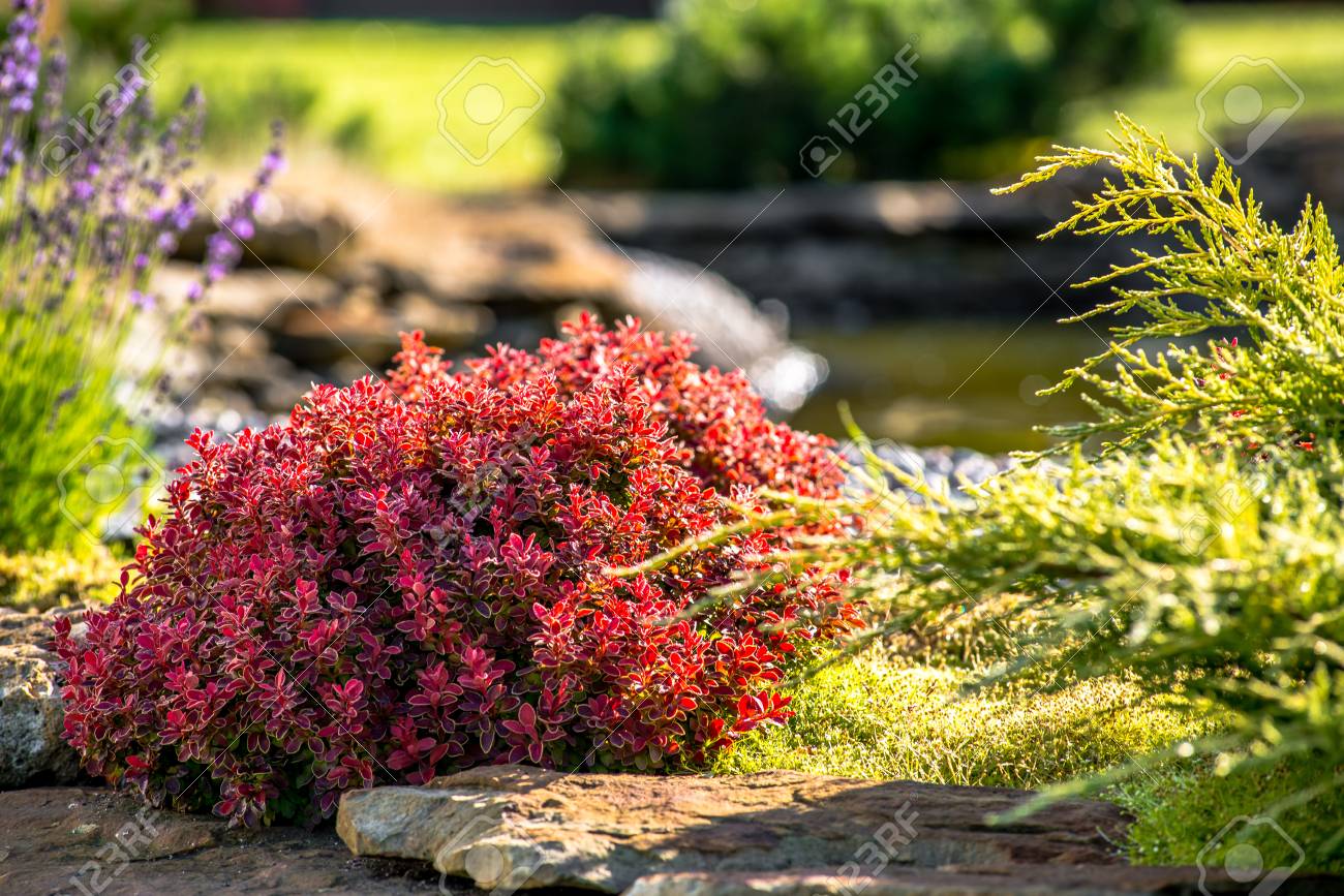 Bildergebnis für schöne pflanzen