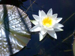 Lotusblüten Juli/August Nr. 14