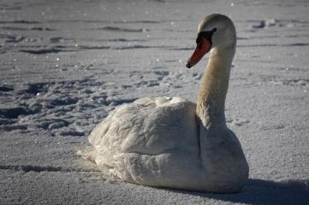 Lotusblüten Januar 2010, Nr. 9