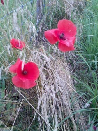 Lotusblüten August 2009, Nr. 5