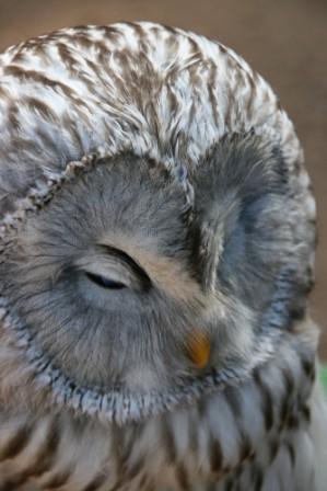 Eihne wahre Geschichte in Form eines Märchens