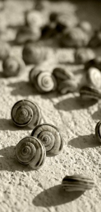 "Die Stimme der Stille" H.P. Blavatsky