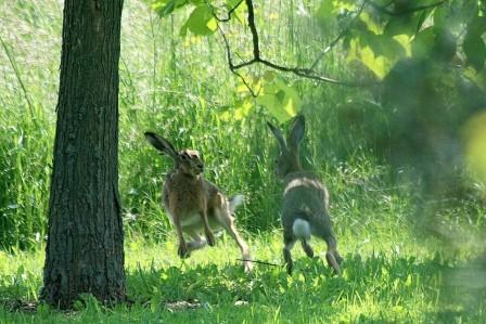 Lotusblüten Juni 2010, Nr. 13