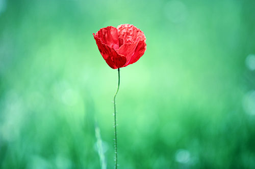 Bildergebnis für naturfotos kostenlos