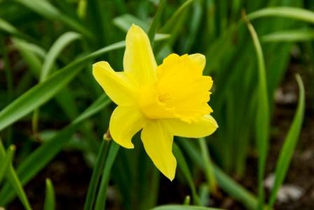 Lotusblüten Mai 2010, Nr. 12